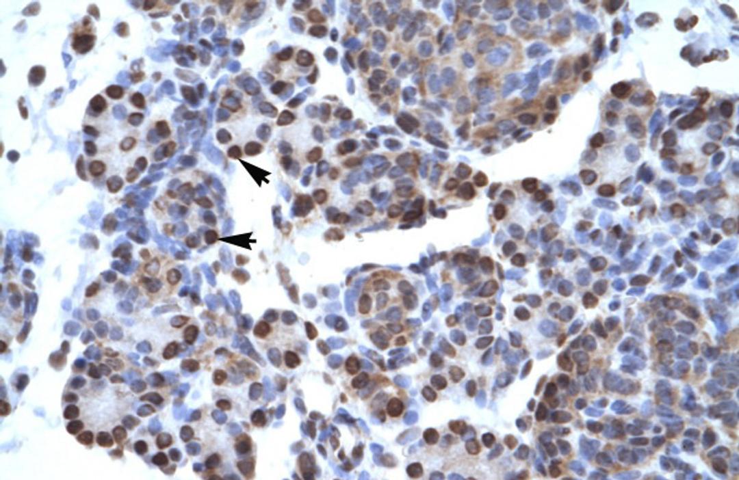 Antibody used in IHC on Human Pancreas.