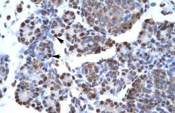 Antibody used in IHC on Human Pancreas.