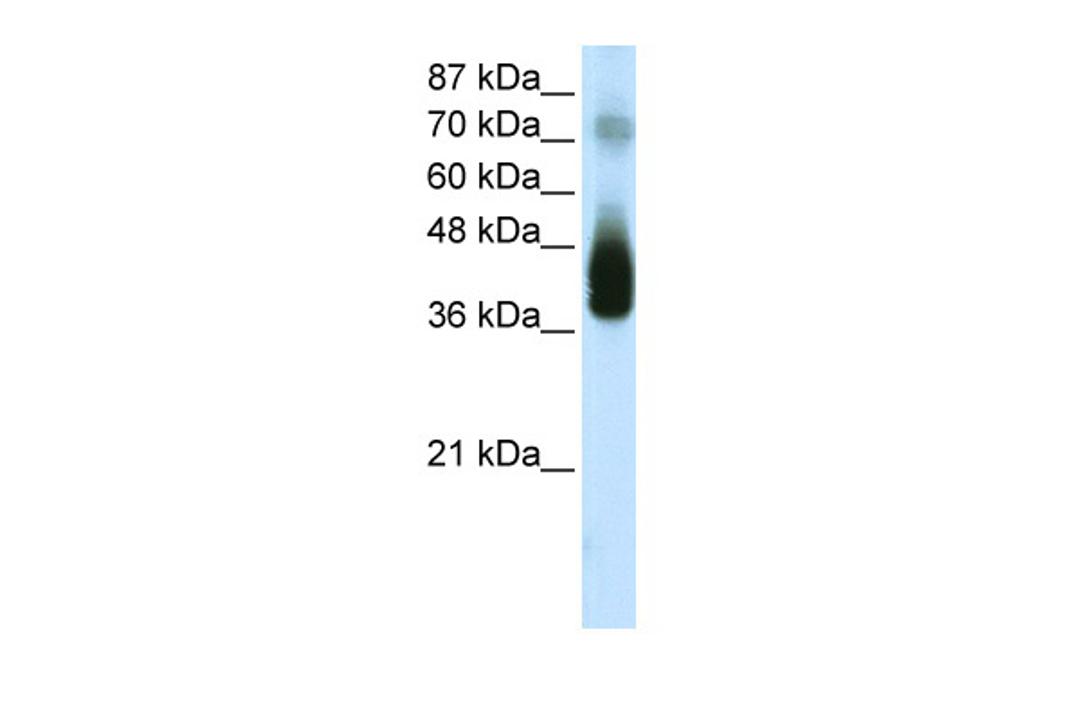 Antibody used in WB on Human 293T at 2.5 ug/ml.