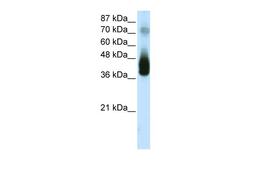 Antibody used in WB on Human 293T at 2.5 ug/ml.