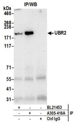 Detection of human UBR2 by western blot of immunoprecipitates.