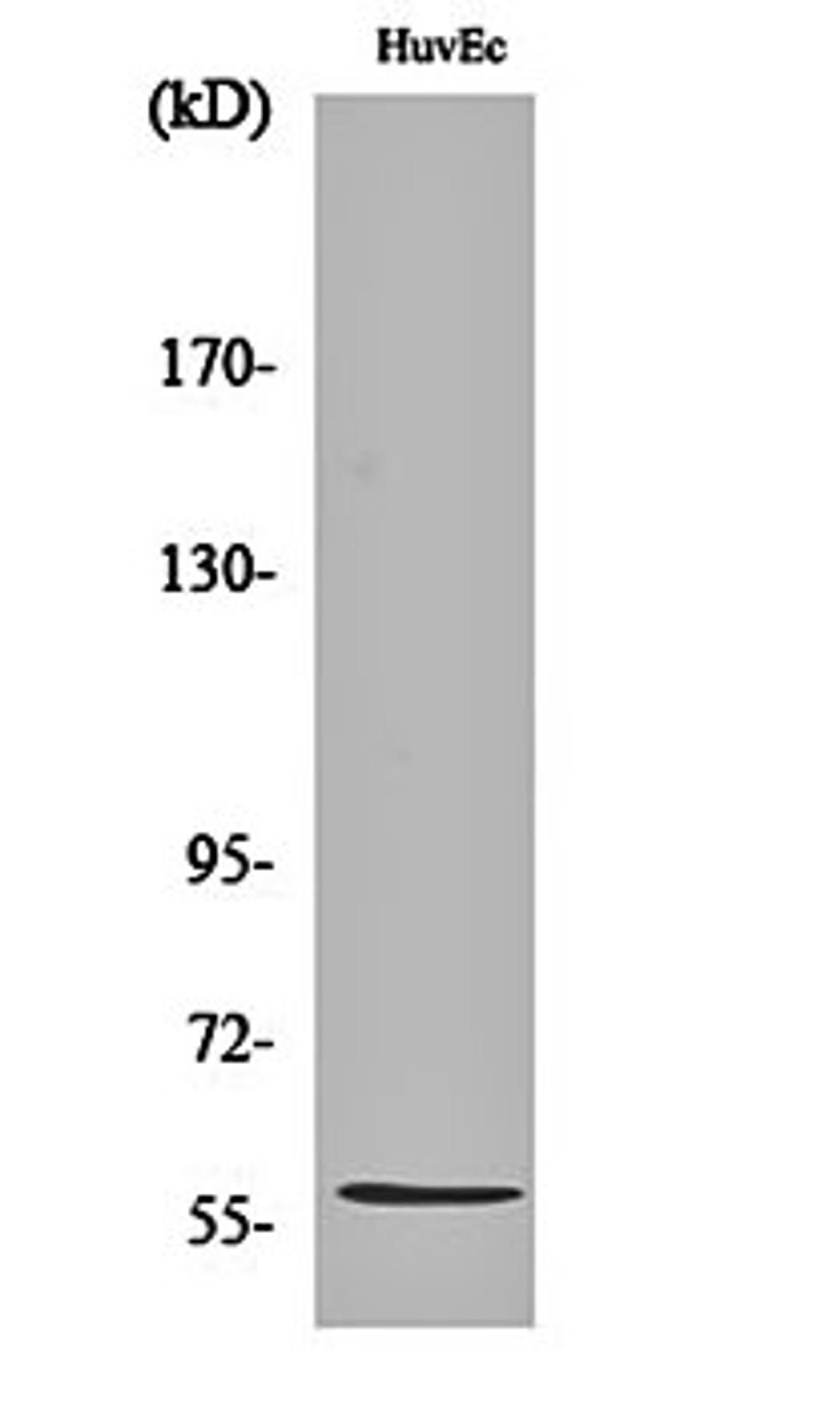 Western blot analysis of HuvEc cell lysates using Beta -1,3-Gal-TL antibody