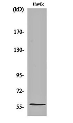 Western blot analysis of HuvEc cell lysates using Beta -1,3-Gal-TL antibody