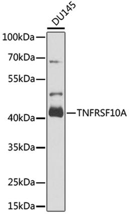 Western blot - TNFRSF10A antibody (A6267)