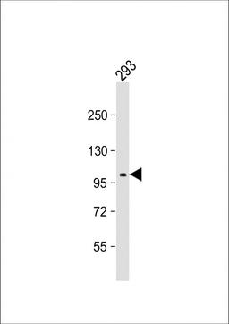 Western Blot at 1:2000 dilution + 293 whole cell lysate Lysates/proteins at 20 ug per lane.