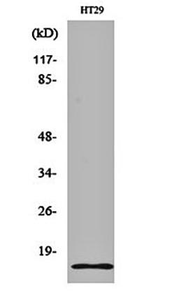 Western blot analysis of HT29 cell lysates using Synuclein- gamma antibody