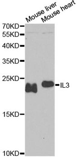 Western blot - IL3 antibody (A5671)