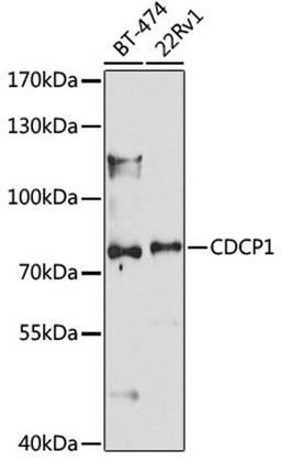 Western blot - CDCP1 antibody (A8254)