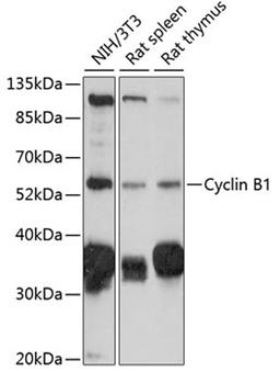 Western blot - Cyclin B1 antibody (A16038)