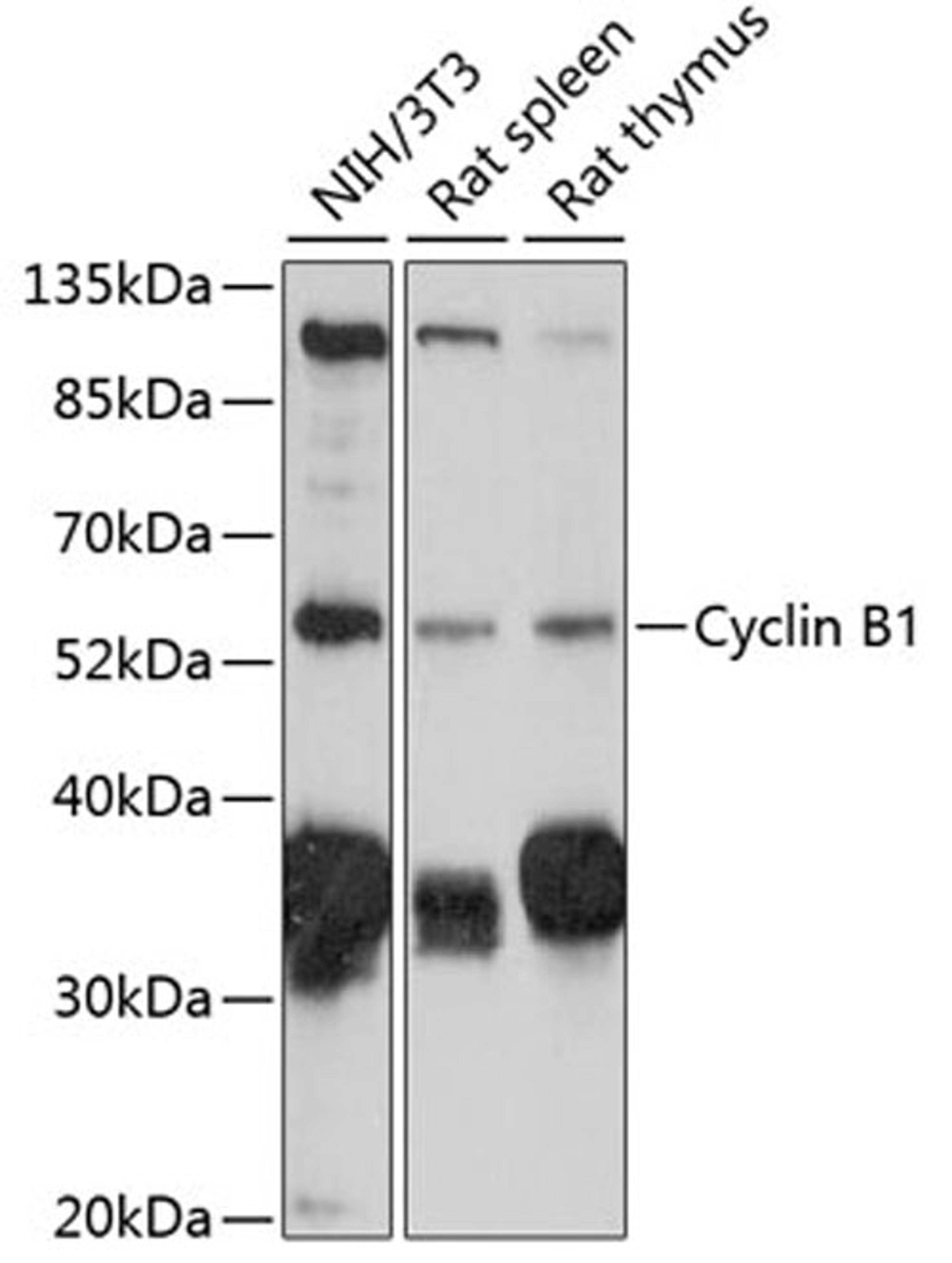 Western blot - Cyclin B1 antibody (A16038)