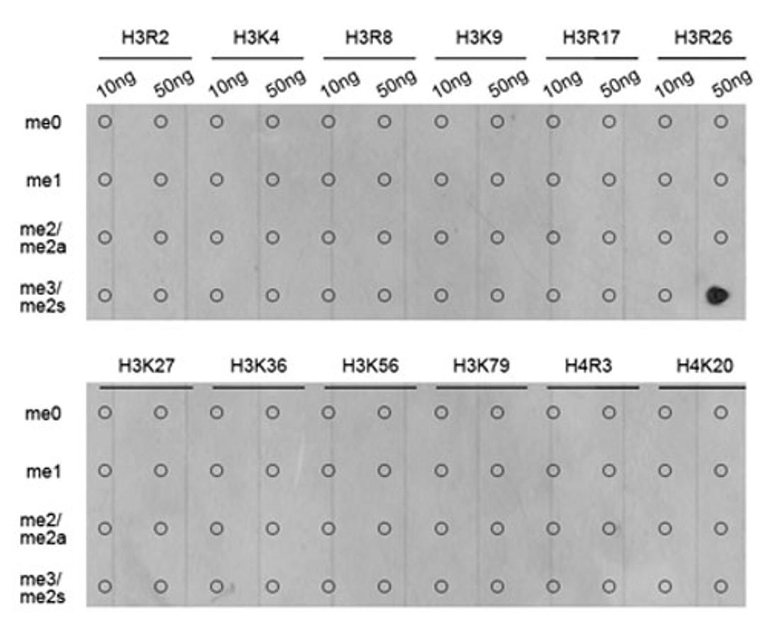 Dot-blot - Symmetric DiMethyl-Histone H3-R26 antibody (A3153)