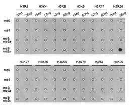 Dot-blot - Symmetric DiMethyl-Histone H3-R26 antibody (A3153)