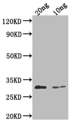 Western Blot. Positive WB detected in Recombinant protein. All lanes: PDF2.3 antibody at 1:2000. Secondary. Goat polyclonal to rabbit IgG at 1/50000 dilution. Predicted band size: 32 kDa. Observed band size: 32 kDa. 