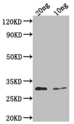 Western Blot. Positive WB detected in Recombinant protein. All lanes: PDF2.3 antibody at 1:2000. Secondary. Goat polyclonal to rabbit IgG at 1/50000 dilution. Predicted band size: 32 kDa. Observed band size: 32 kDa.