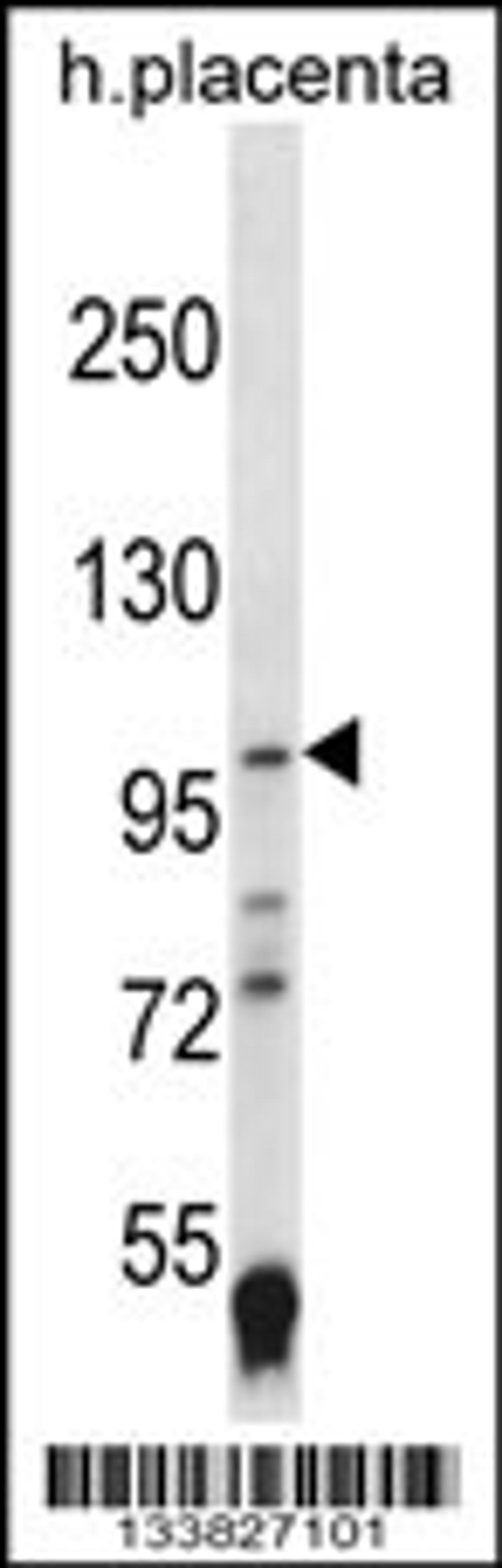 Western blot analysis in human placenta tissue lysates (35ug/lane).