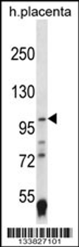 Western blot analysis in human placenta tissue lysates (35ug/lane).