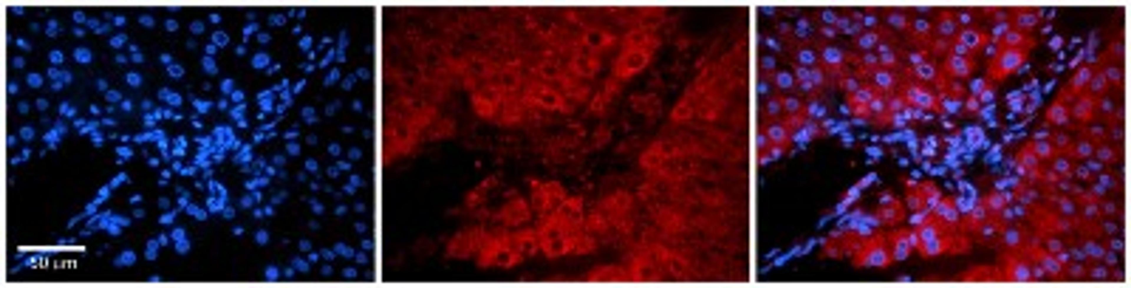 Immunohistochemistry: FUBI/MNSF beta/FAU Antibody [NBP1-55090] - Human Adult liver Observed Staining: Cytoplasmic Primary Antibody Concentration: 1 : 100 Secondary Antibody: Donkey anti-Rabbit-Cy2/3 Secondary Antibody Concentration: 1 : 200 Magnification: 20X Exposure Time: 0.5 2.0 secProtocol located in Reviews and Data.