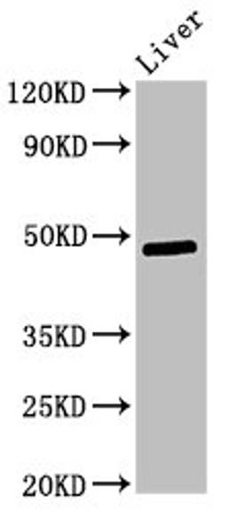 Western Blot. Positive WB detected in: Rat liver tissue. All lanes: Pdk3 antibody at 3ug/ml. Secondary. Goat polyclonal to rabbit IgG at 1/50000 dilution. Predicted band size: 48 kDa. Observed band size: 48 kDa.