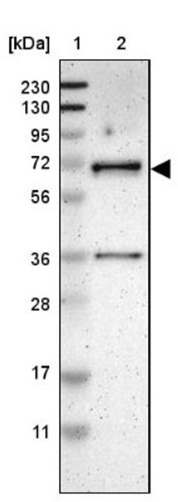 Western Blot: LAD1 Antibody [NBP1-86126] - Lane 1: Marker [kDa] 230, 130, 95, 72, 56, 36, 28, 17, 11<br/>Lane 2: Human cell line RT-4