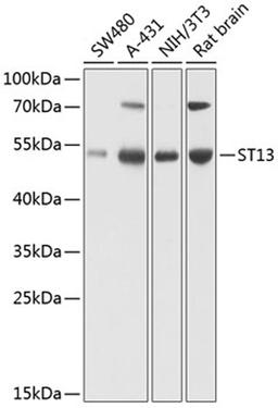 Western blot - ST13 antibody (A8454)