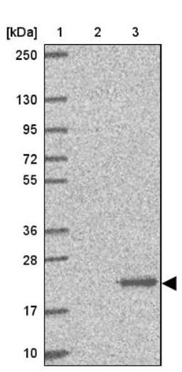 Western Blot: dUTPase Antibody [NBP2-33277] - Lane 1: Marker [kDa] 250, 130, 95, 72, 55, 36, 28, 17, 10<br/>Lane 2: Human cell line RT-4<br/>Lane 3: Human cell line U-251MG sp