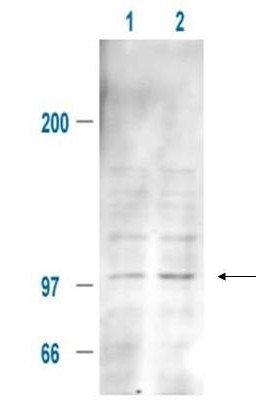 Western blot analysis of 293T whole cell lysate using MDM2 (phospho-S185) antibody