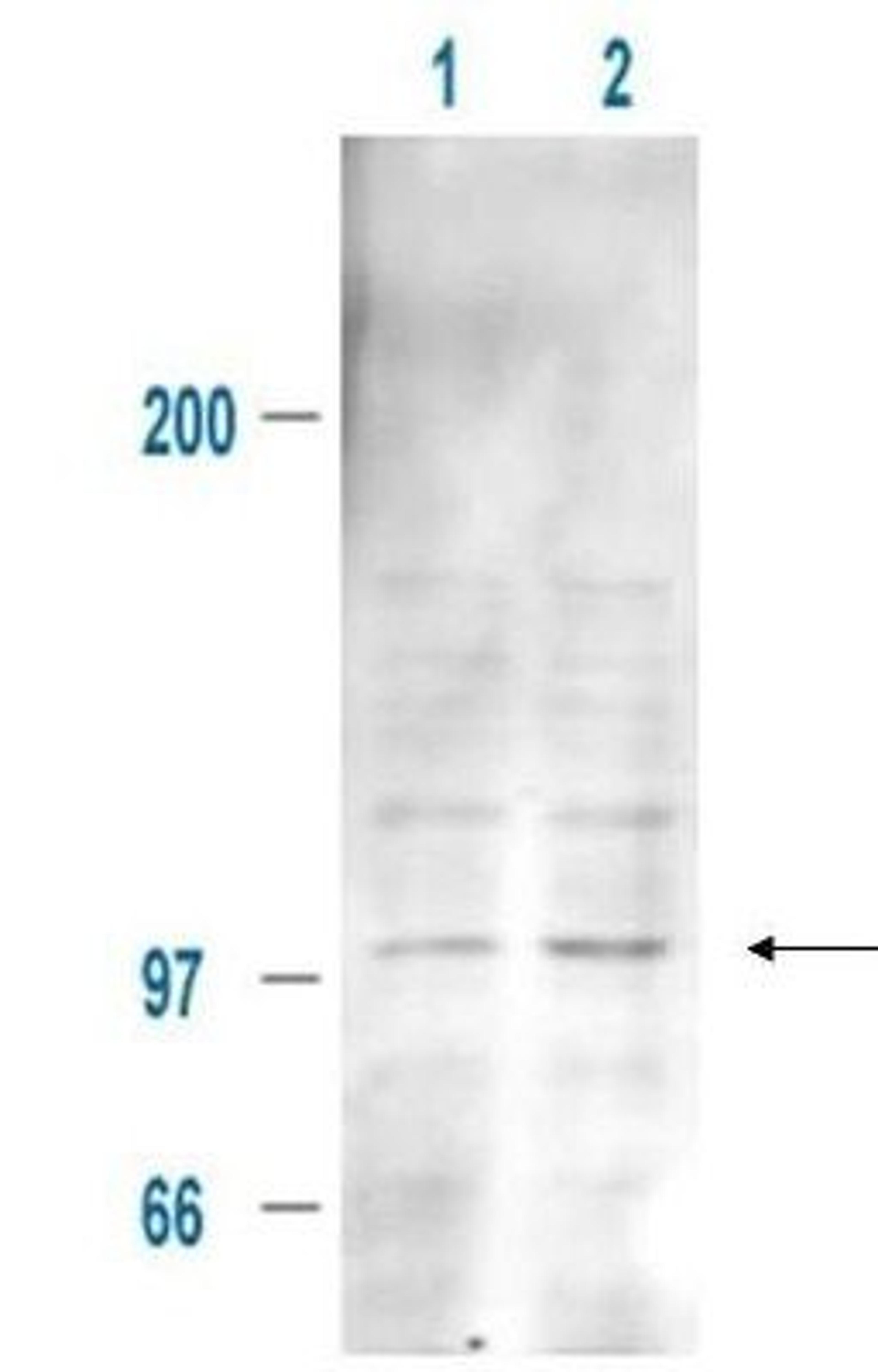 Western blot analysis of 293T whole cell lysate using MDM2 (phospho-S185) antibody