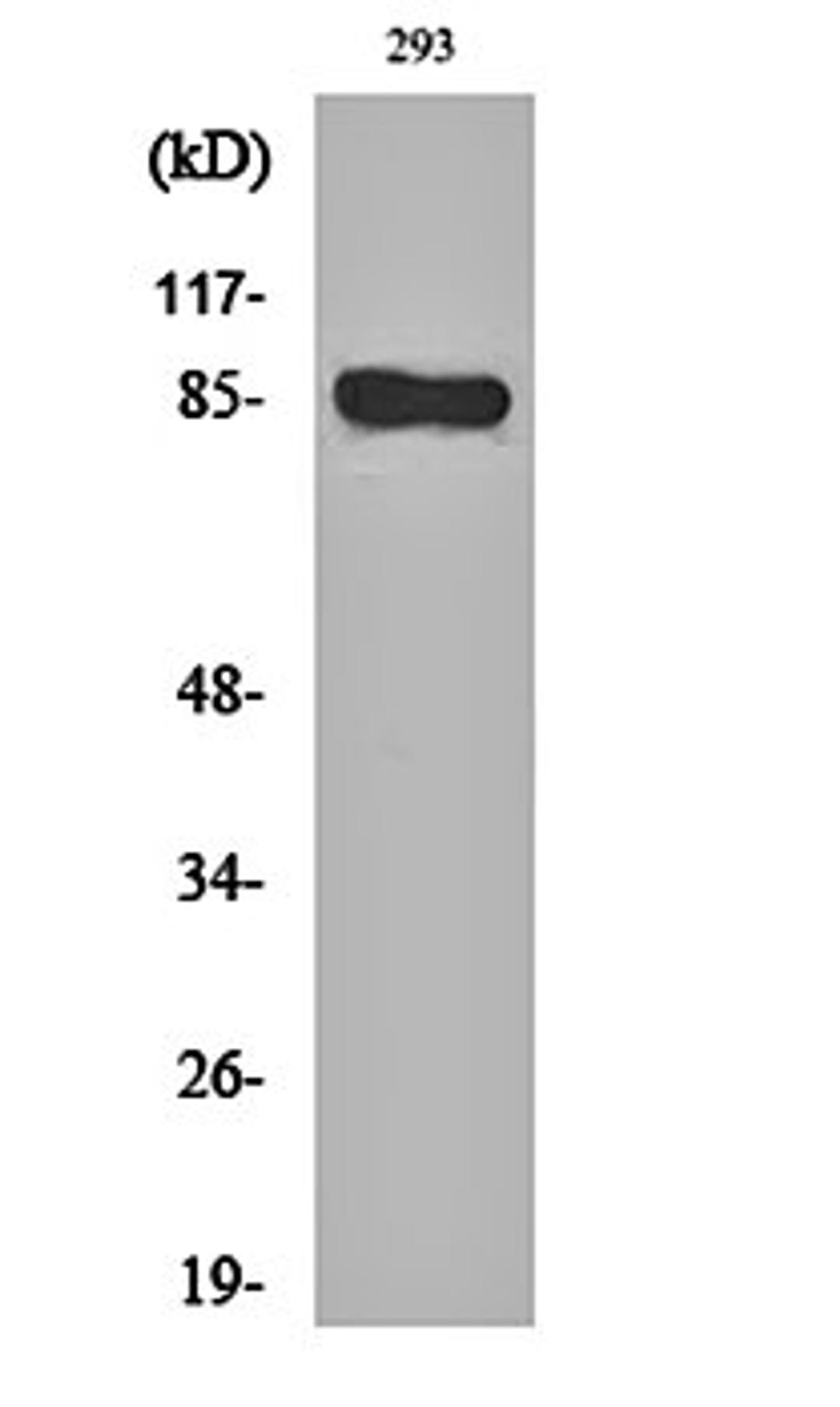 Western blot analysis of 293 cell lysates using BCSC-1 antibody