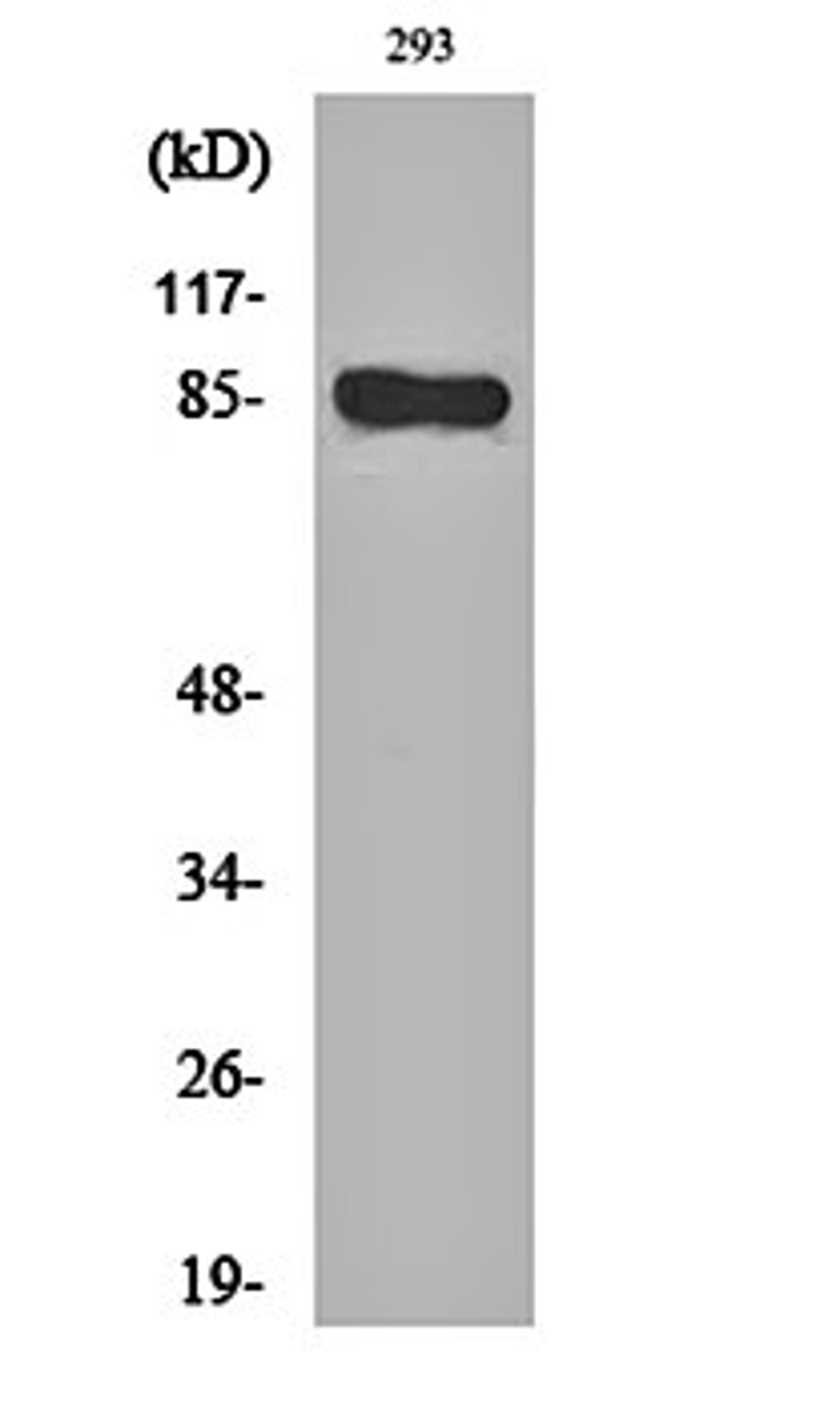 Western blot analysis of 293 cell lysates using BCSC-1 antibody