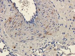 Immunohistochemical staining of guinea pig lung tissue using anti-CD11c (dilution of primary antibody - 2.5 ug/ml)