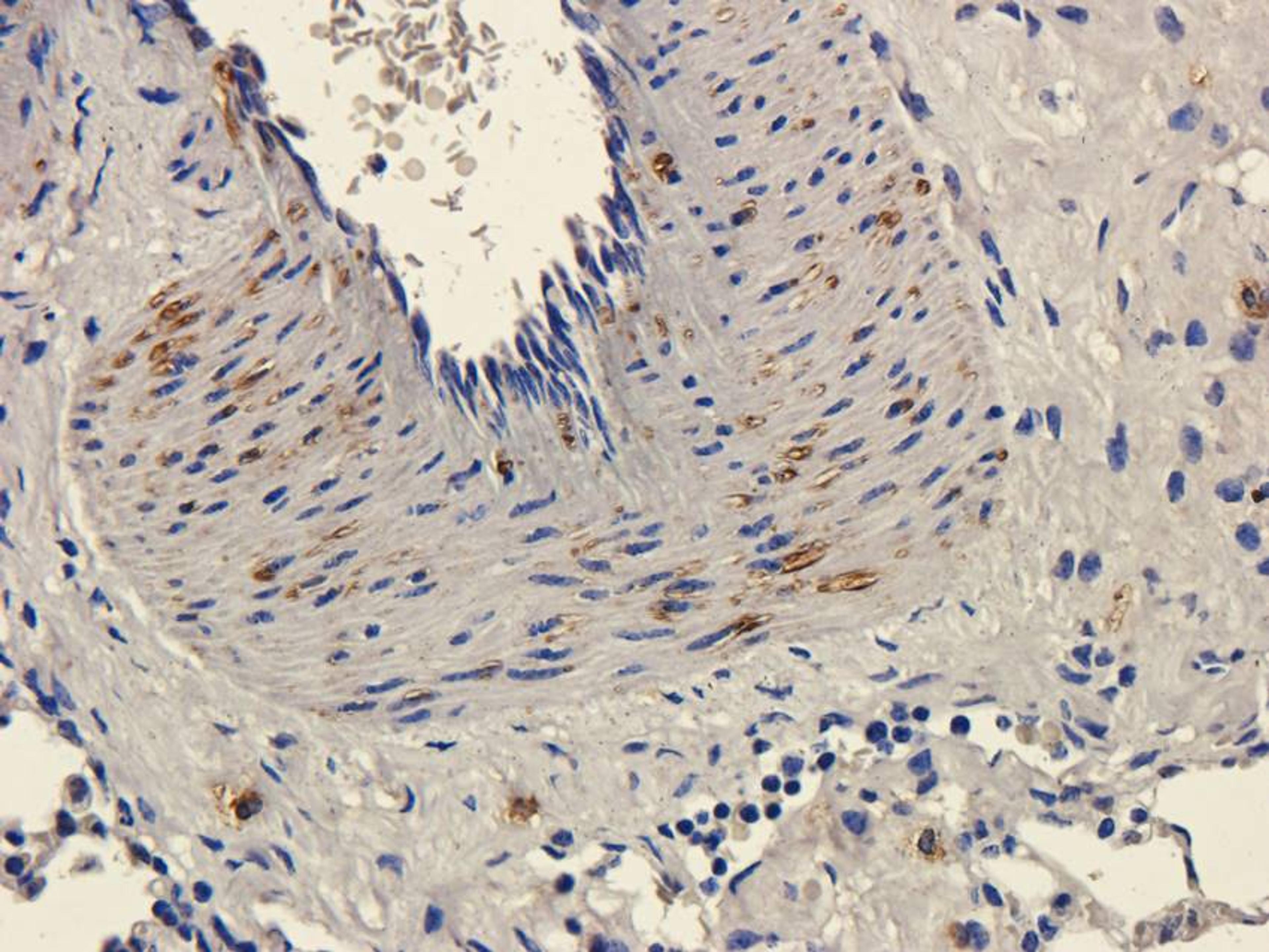 Immunohistochemical staining of guinea pig lung tissue using anti-CD11c (dilution of primary antibody - 2.5 ug/ml)