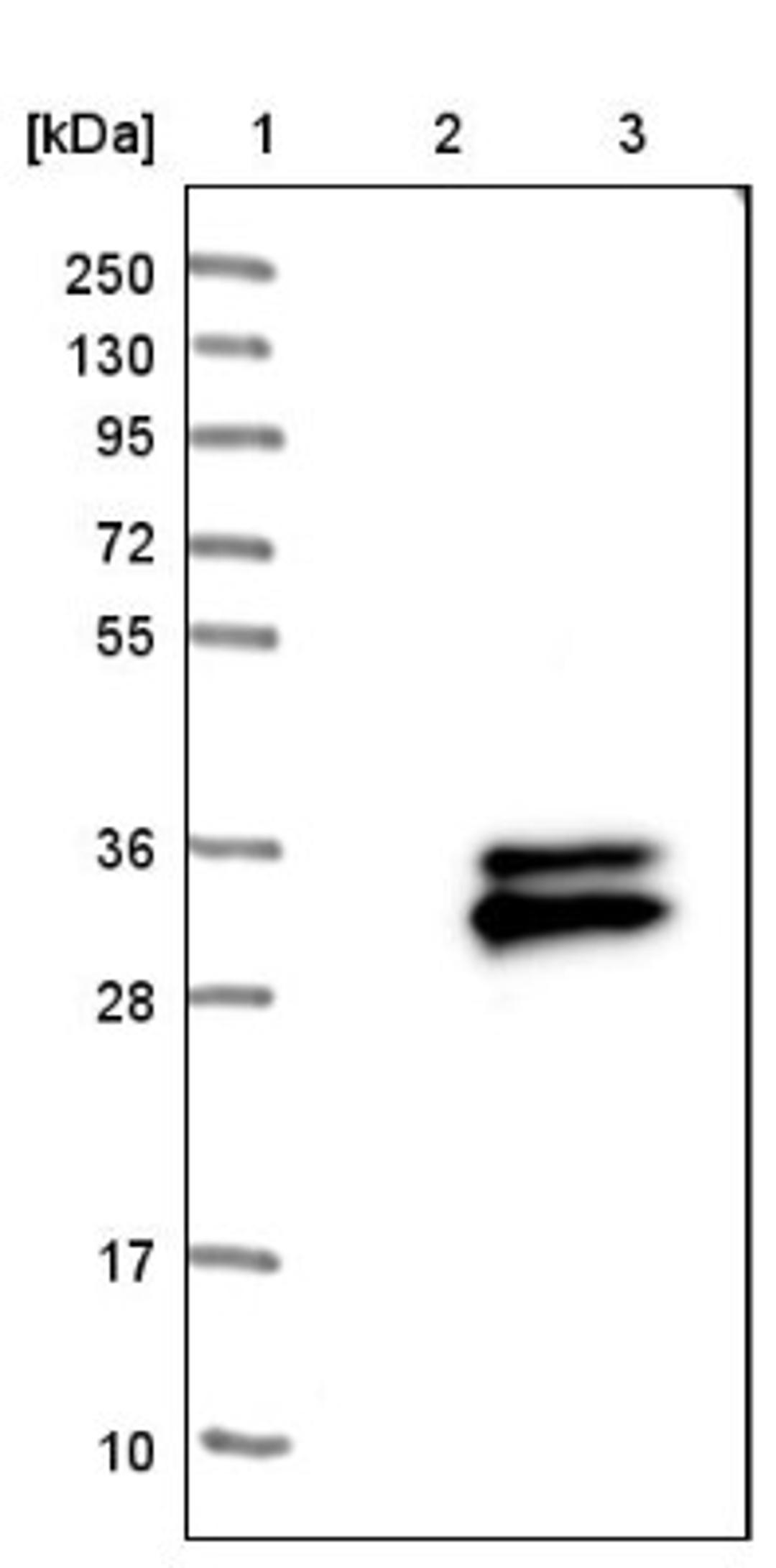 Western Blot: TMEM176A Antibody [NBP1-83283] - Lane 1: Marker [kDa] 250, 130, 95, 72, 55, 36, 28, 17, 10<br/>Lane 2: Negative control (vector only transfected HEK293T lysate)<br/>Lane 3: Over-expression lysate (Co-expressed with a C-terminal myc-DDK tag (~3.1 kDa) in mammalian HEK293T cells, LY413014)