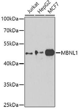 Western blot - MBNL1 antibody (A8054)