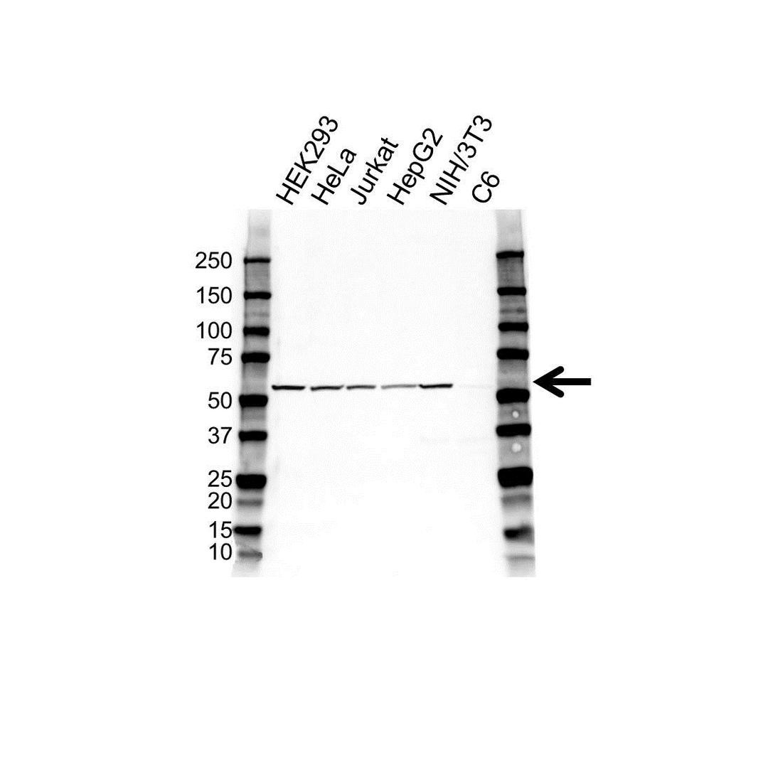 Western blot analysis of whole cell lysates probed with caspase-10 antibody