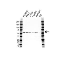 Western blot analysis of whole cell lysates probed with caspase-10 antibody