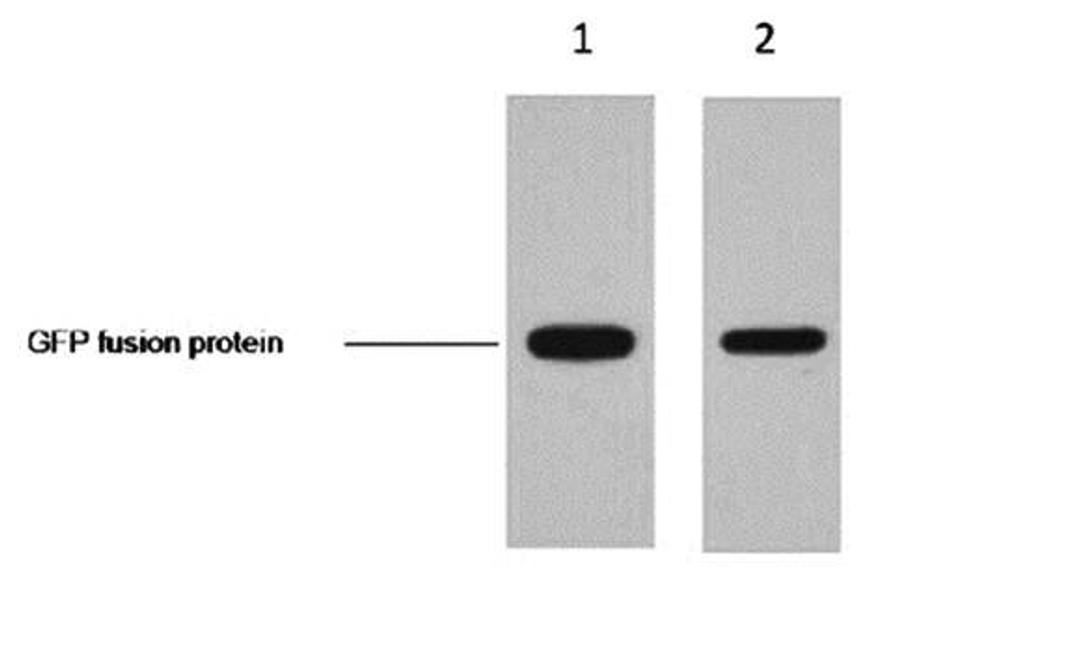 Western blot analysis of PET-28a GFP recombinant protein expressed in E.coli, using GFP-Tag Mouse Monoclonal antibody (lane 1: 1:5000; lane 2: 1:10000).