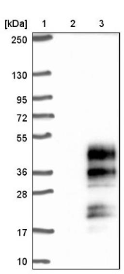 Western Blot: C19orf18 Antibody [NBP1-82690] - Lane 1: Marker [kDa] 250, 130, 95, 72, 55, 36, 28, 17, 10<br/>Lane 2: Negative control (vector only transfected HEK293T lysate)<br/>Lane 3: Over-expression lysate (Co-expressed with a C-terminal myc-DDK tag (~3.1 kDa) in mammalian HEK293T cells, LY407528)