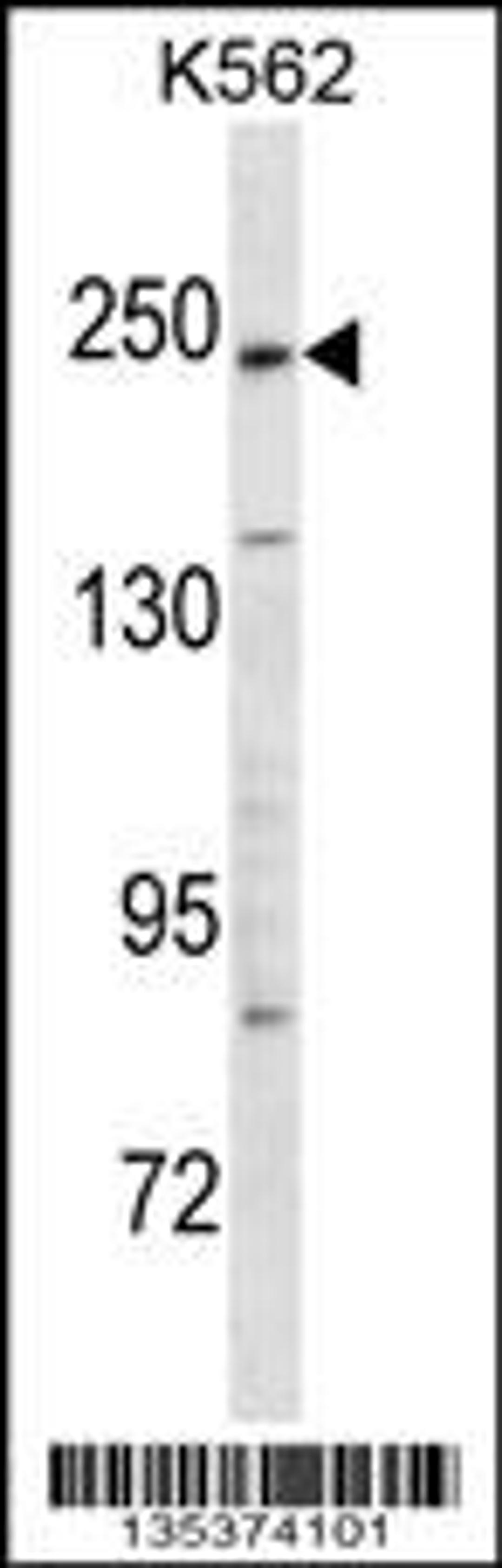 Western blot analysis in K562 cell line lysates (35ug/lane).