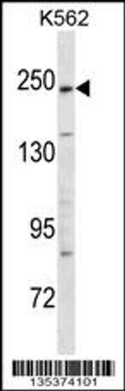 Western blot analysis in K562 cell line lysates (35ug/lane).