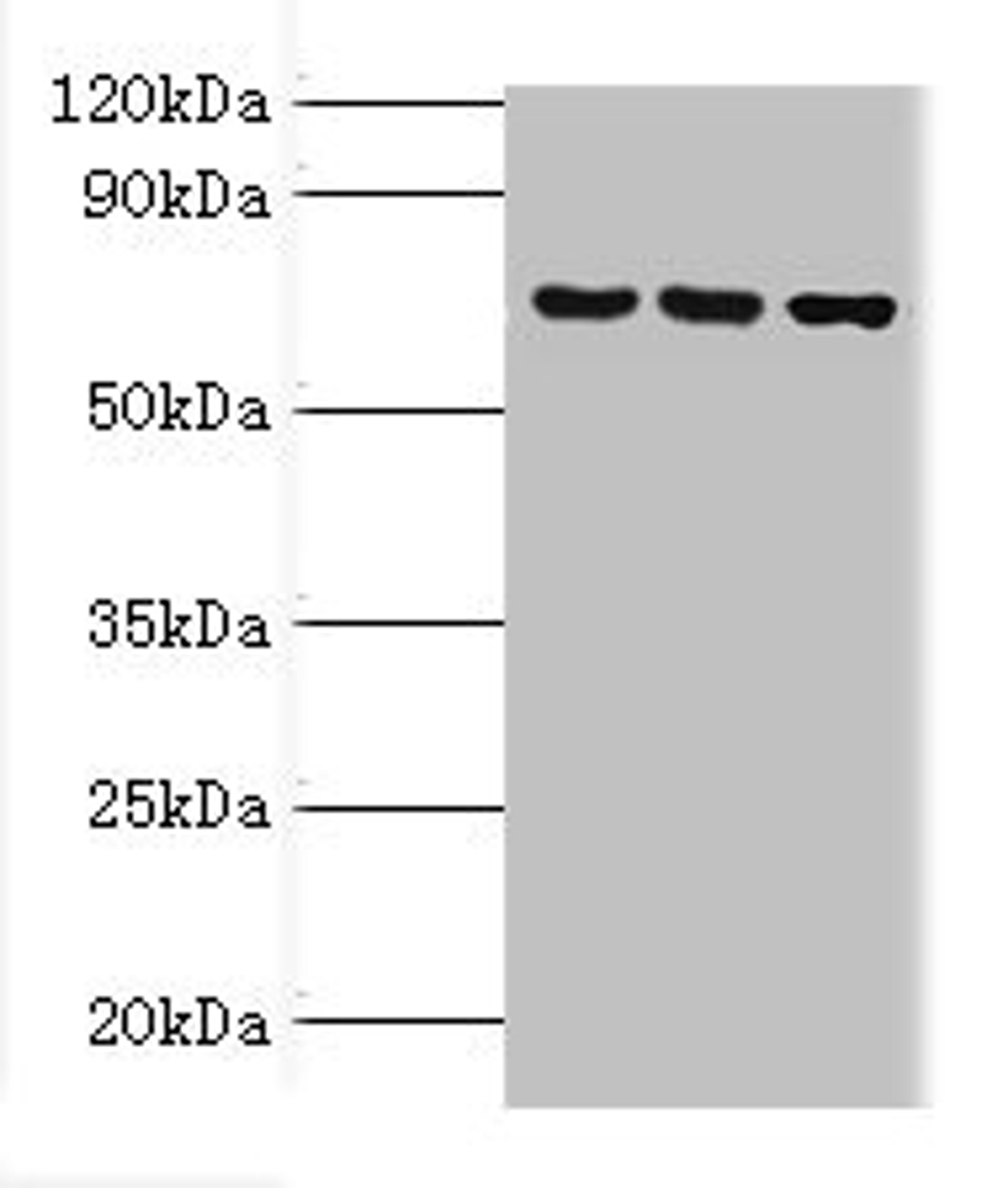 Western blot. All lanes: ABCF2 antibody at 4ug/ml. Lane 1: 293T whole cell lysate. Lane 2: Hela whole cell lysate. Lane 3: NIH/3T3 whole cell lysate. Secondary. Goat polyclonal to rabbit IgG at 1/10000 dilution. Predicted band size: 72, 73 kDa. Observed band size: 72 kDa. 