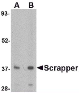 Western blot analysis of SCRAPPER in A20 cell lysate with SCRAPPER antibody at (A) 0.5 and (B) 1 μg/mL.