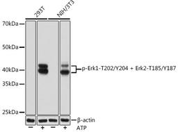 Western blot - Phospho-Erk1-T202/Y204 + Erk2-T185/Y187 Rabbit mAb (AP0974)