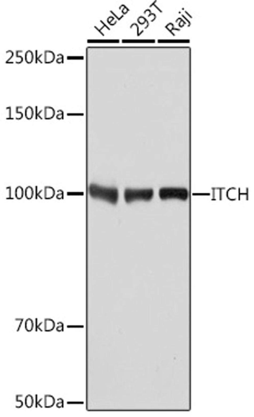 Western blot - ITCH Rabbit mAb (A8624)