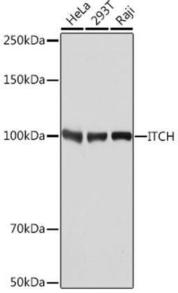 Western blot - ITCH Rabbit mAb (A8624)