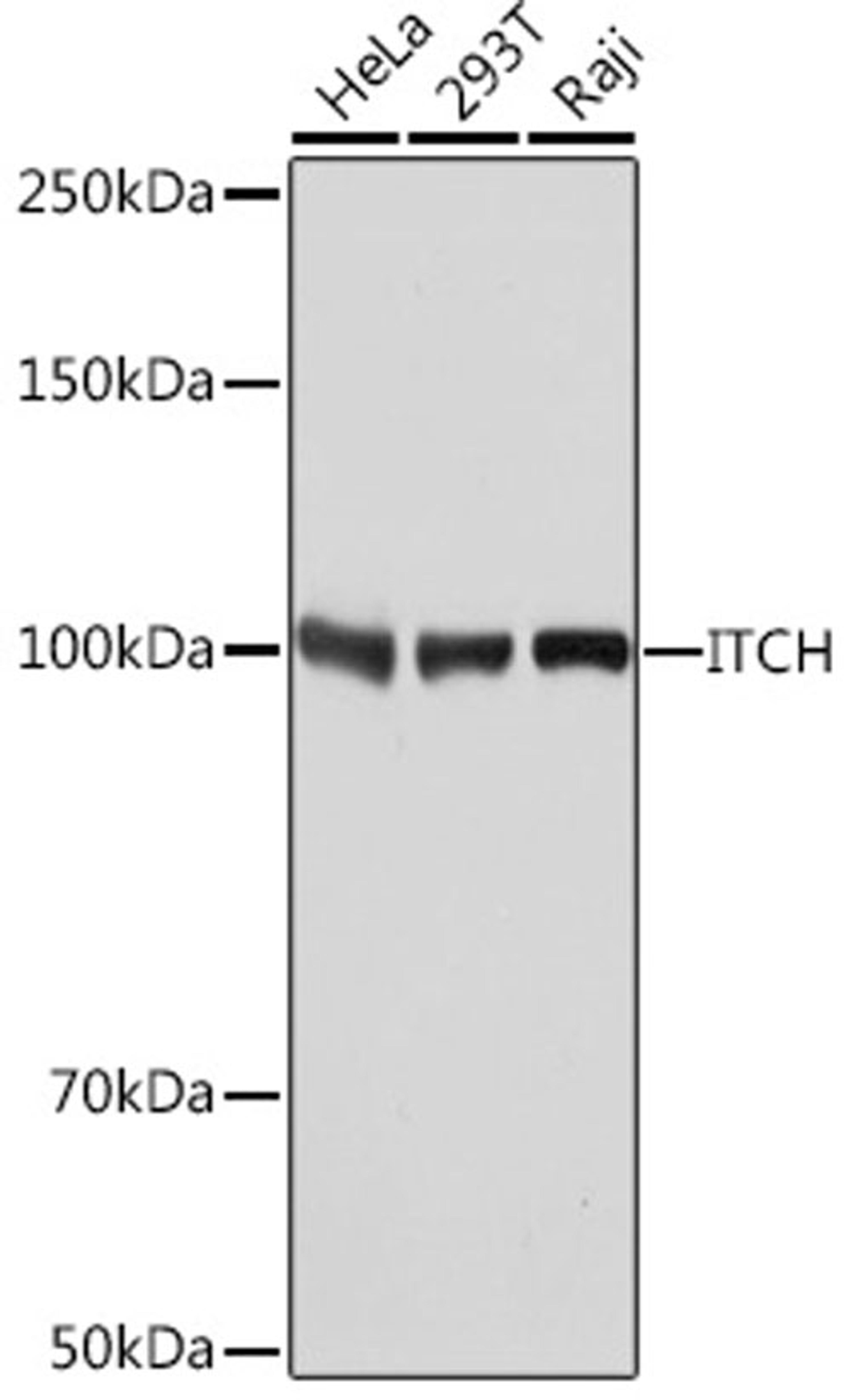 Western blot - ITCH Rabbit mAb (A8624)