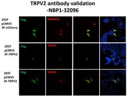 Immunocytochemistry/Immunofluorescence: VRL1 Antibody [NBP1-32096] - 293T cells transfected with vector, pCMV5 3xFlag-mCherry, as positive control. mCherry was co-localized with Flag.  293T cells transfected with vector, pCMV5 3xFlag-TRPV2, as experimental group. TRPV2 was co-localized with Flag at cell membrane.  ICC  Flag: green  TRPV2: red  Nucleus: blue  mCherry: red fluorescent protein