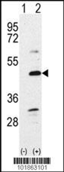 Western blot analysis of Bmp7 using rabbit polyclonal Bmp7 Antibody using 293 cell lysates (2 ug/lane) either nontransfected (Lane 1) or transiently transfected with the Bmp7 gene (Lane 2).