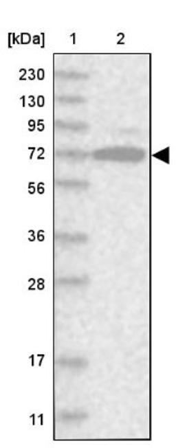 Western Blot: ACRC Antibody [NBP1-85993] - Lane 1: Marker [kDa] 230, 130, 95, 72, 56, 36, 28, 17, 11<br/>Lane 2: Human cell line RT-4