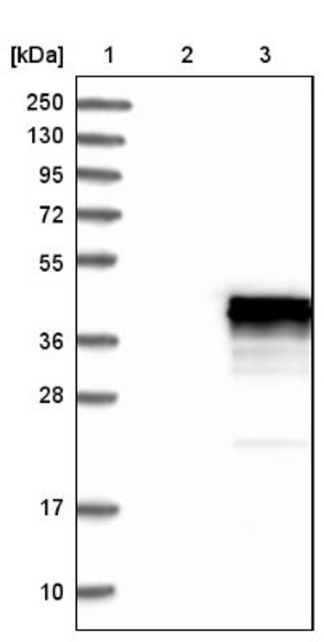 Western Blot: CDCA3 Antibody [NBP1-83332] - Lane 1: Marker [kDa] 250, 130, 95, 72, 55, 36, 28, 17, 10<br/>Lane 2: Negative control (vector only transfected HEK293T lysate)<br/>Lane 3: Over-expression lysate (Co-expressed with a C-terminal myc-DDK tag (~3.1 kDa) in mammalian HEK293T cells, LY410572)