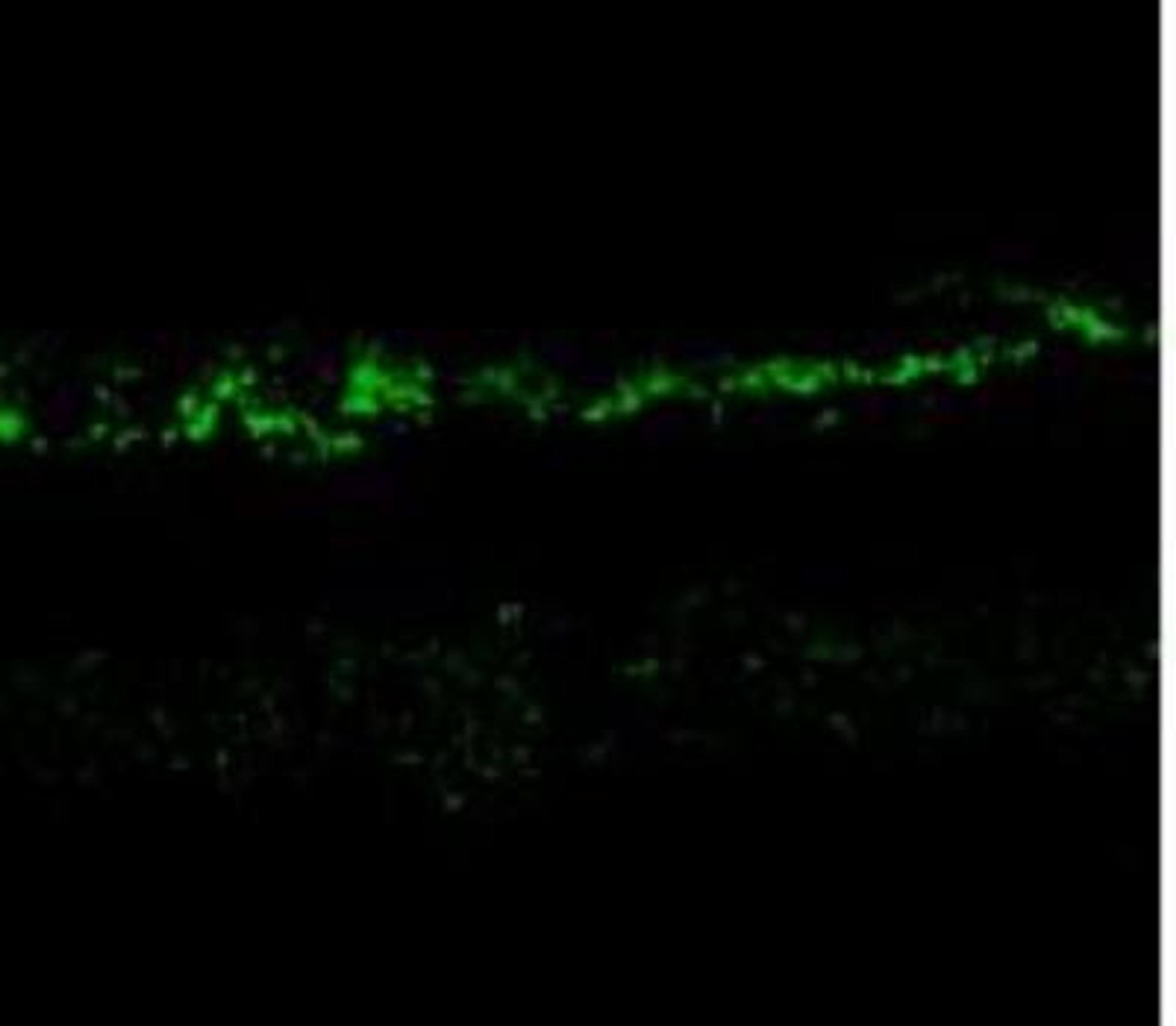 Immunohistochemistry: NMDAR2A Antibody [NB300-105] - Immunostaining of rabbit retina showing NR2A in the rod and cone photoreceptors in the outer plexiform layer as well as the entire inner plexiform layer.